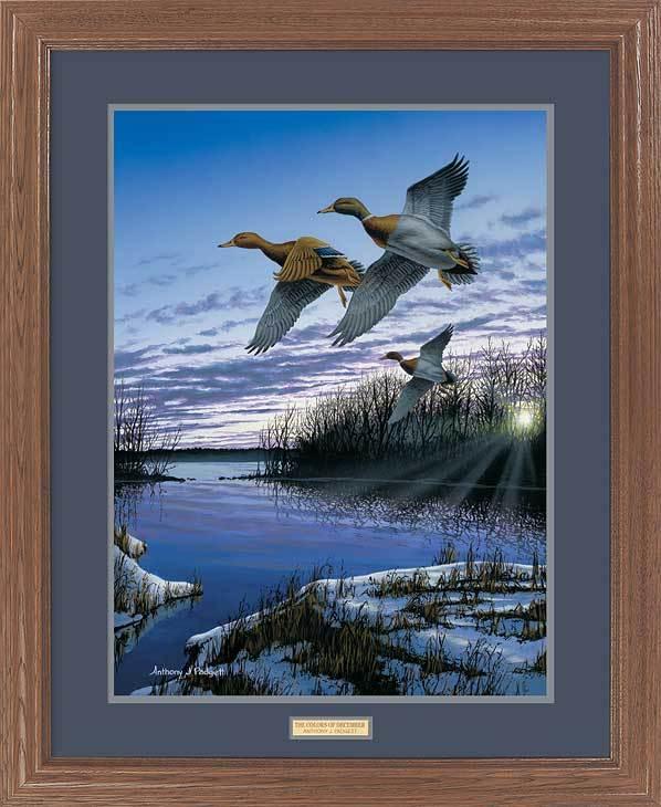 framed-ducks-art-print-colors-of-december-mallards-by-anthony-padgett-EPR6241801d_33a86320-7665-44aa-9213-f6ce4463c371.jpg