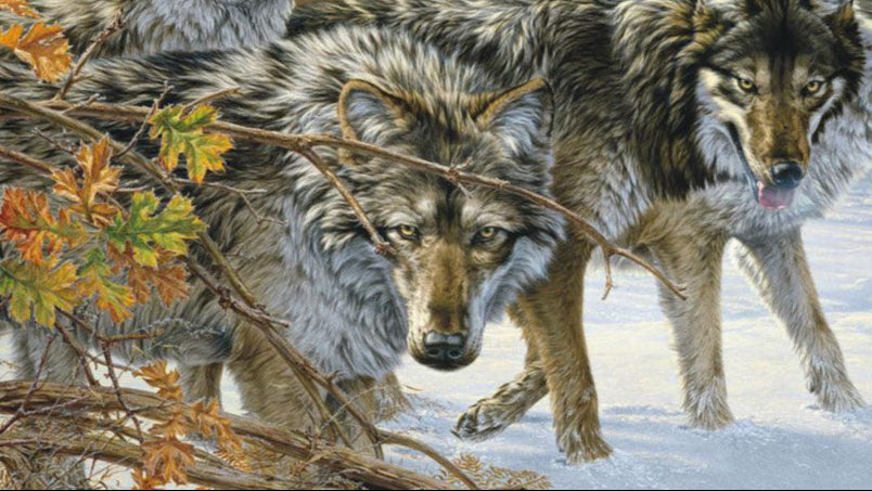 framed-wolves-canvas-art-print-body-language-by-lee-kromschroeder-F476066471Ed.jpg