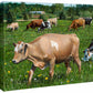 Girls of Summer—Cows - 11" x 14" Gallery Wrapped Canvas