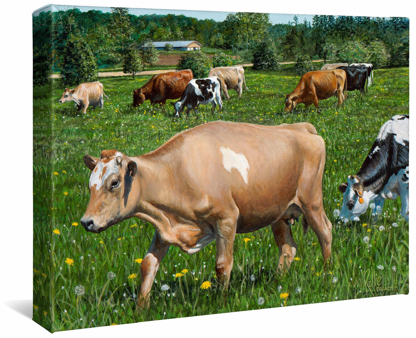 Girls of Summer—Cows - 11" x 14" Gallery Wrapped Canvas