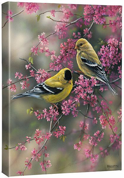 goldfinch-redbudwc2millette-F593200437CGW.jpg