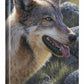 Gray Matter—Wolf - 18" x 13" Gallery Wrapped Canvas