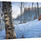 Just Out of View—Fox & Nuthatch - 19" x 24" Gallery Wrapped Canvas