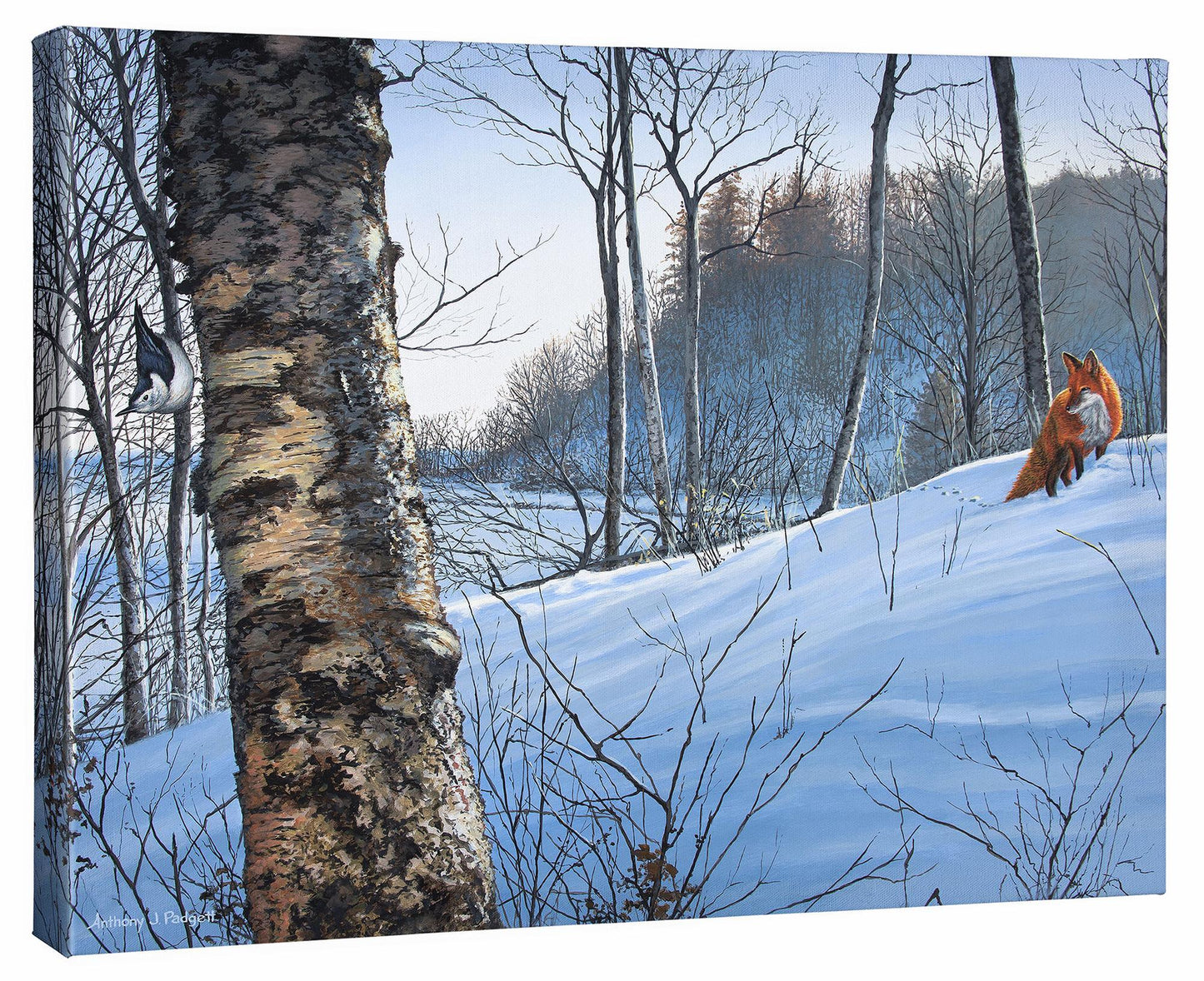 Just Out of View—Fox & Nuthatch - 19" x 24" Gallery Wrapped Canvas