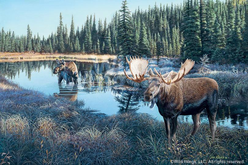 now-showing-moose-1423533068d_642c377e-562f-44a0-ab06-dbc814481db6.jpg