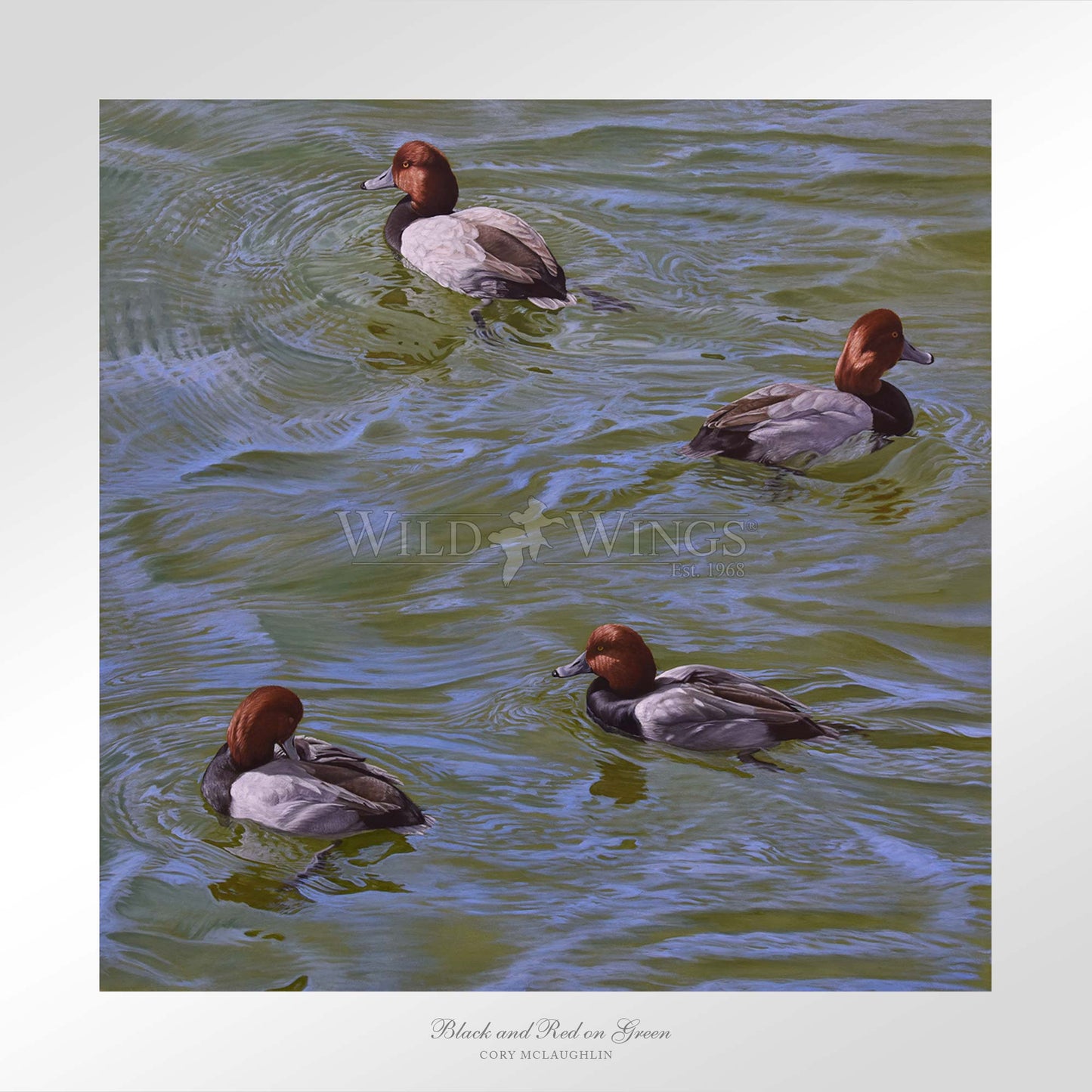 Swimming ducks