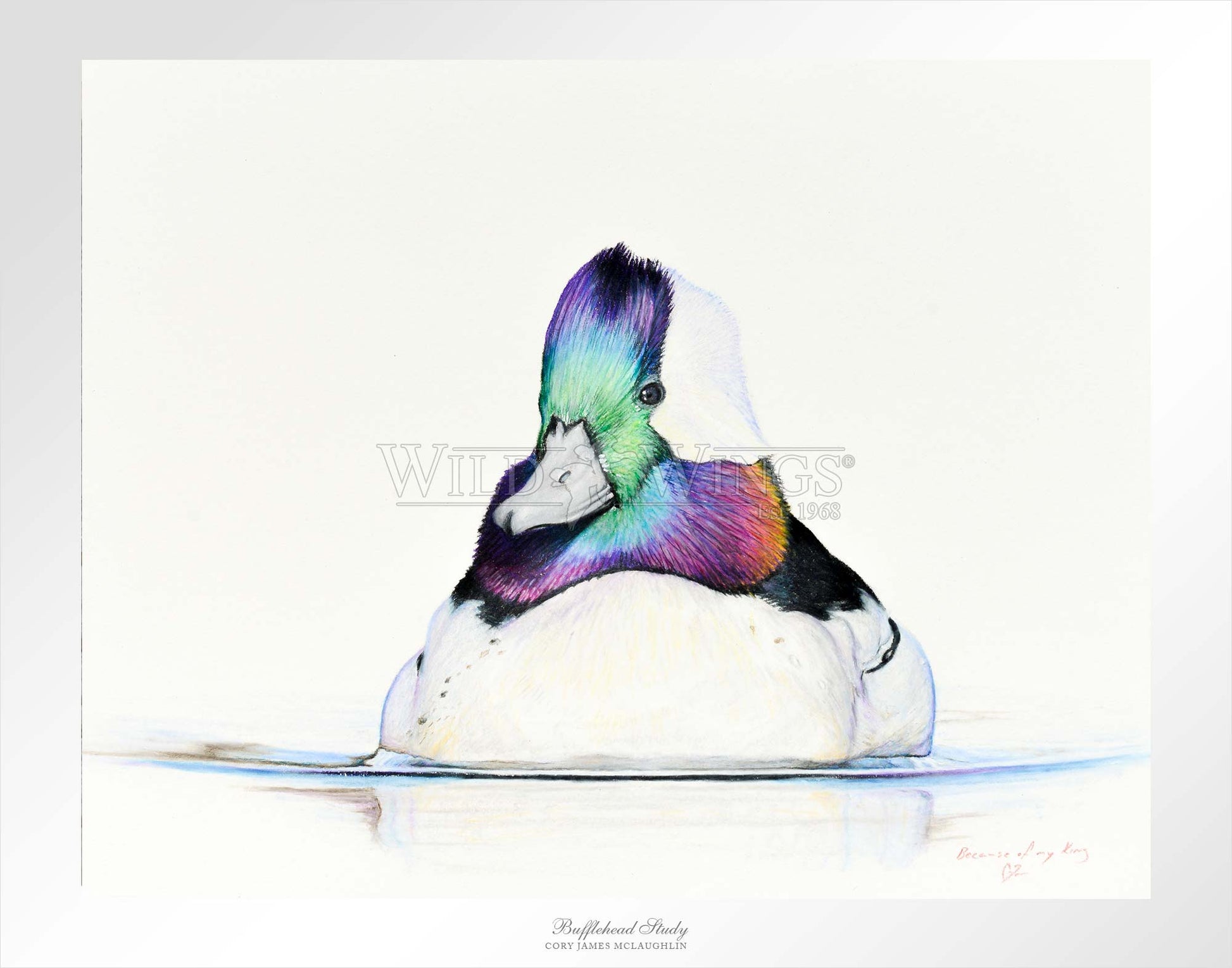 Framed bufflehead in waters