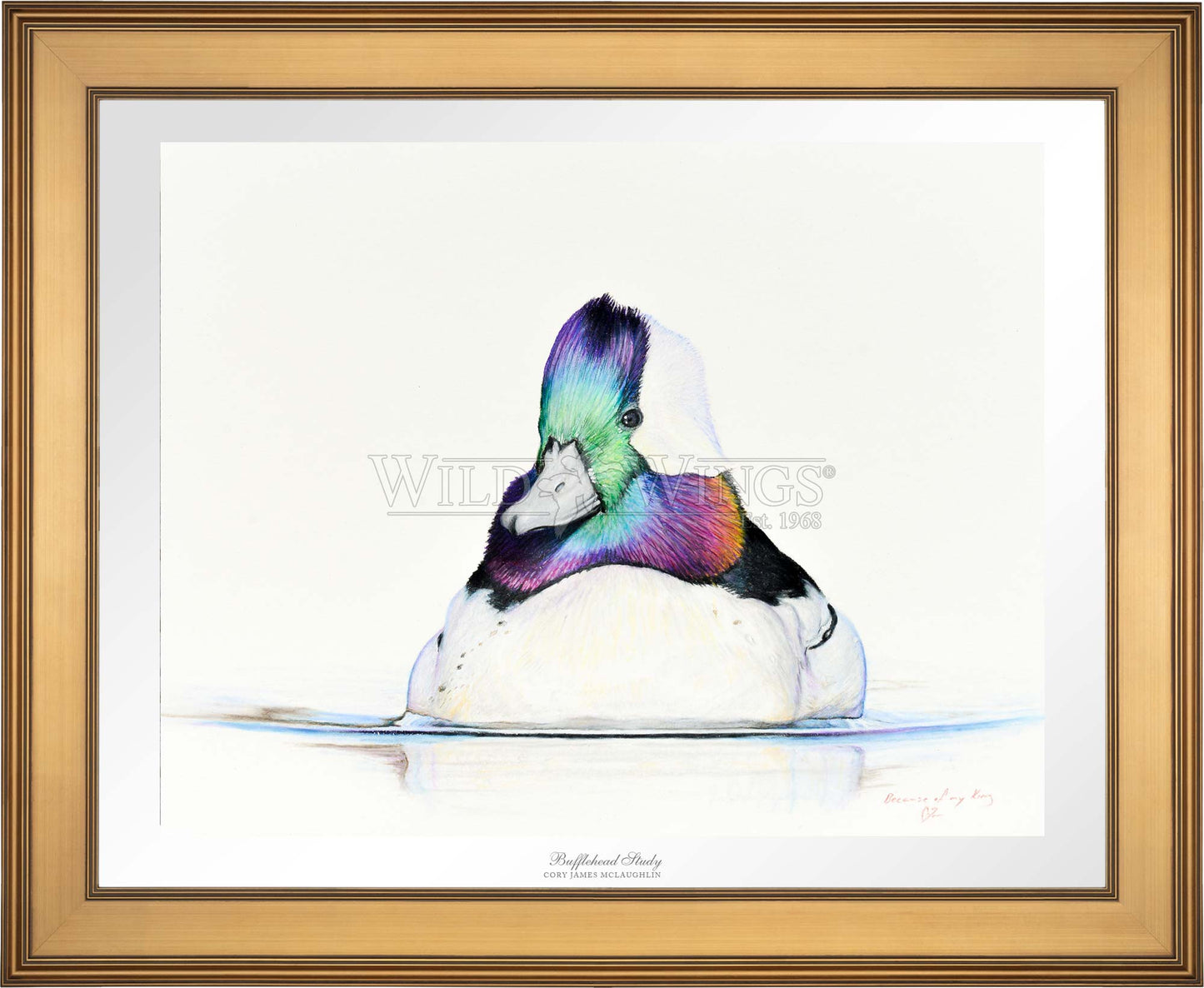 Framed bufflehead in waters
