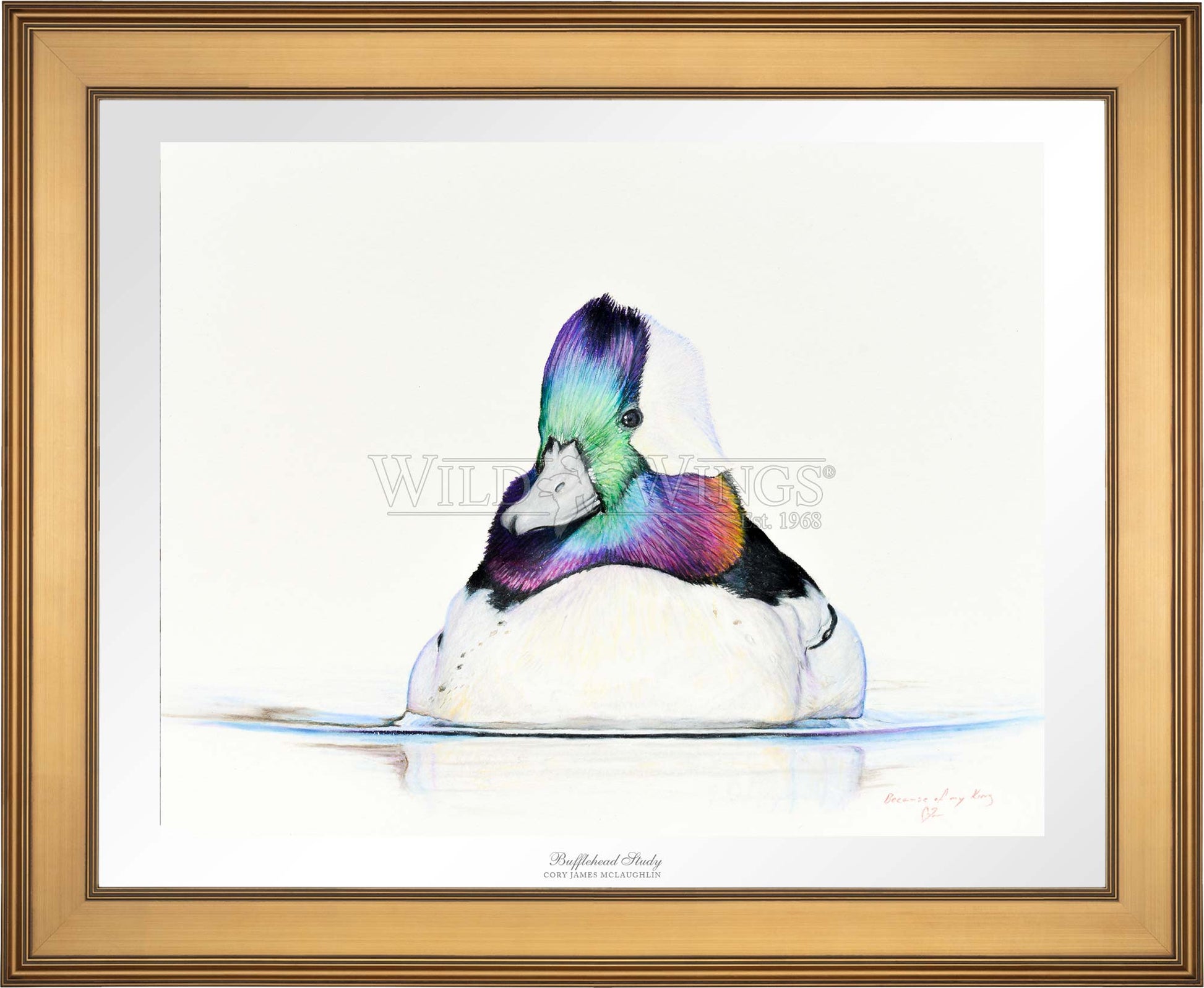 Framed bufflehead in waters