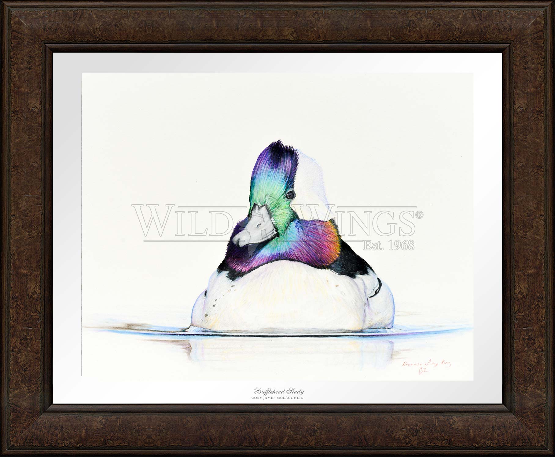 Framed image of a Bufflehead in waters