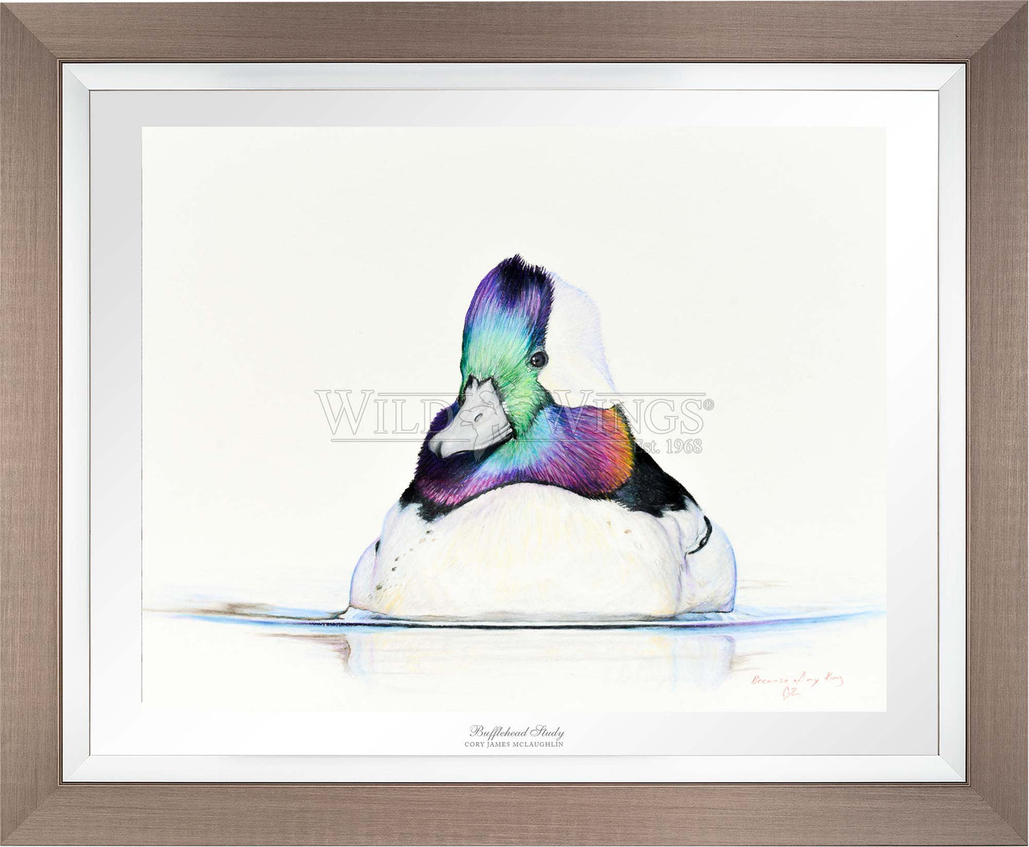 Framed bufflehead in waters