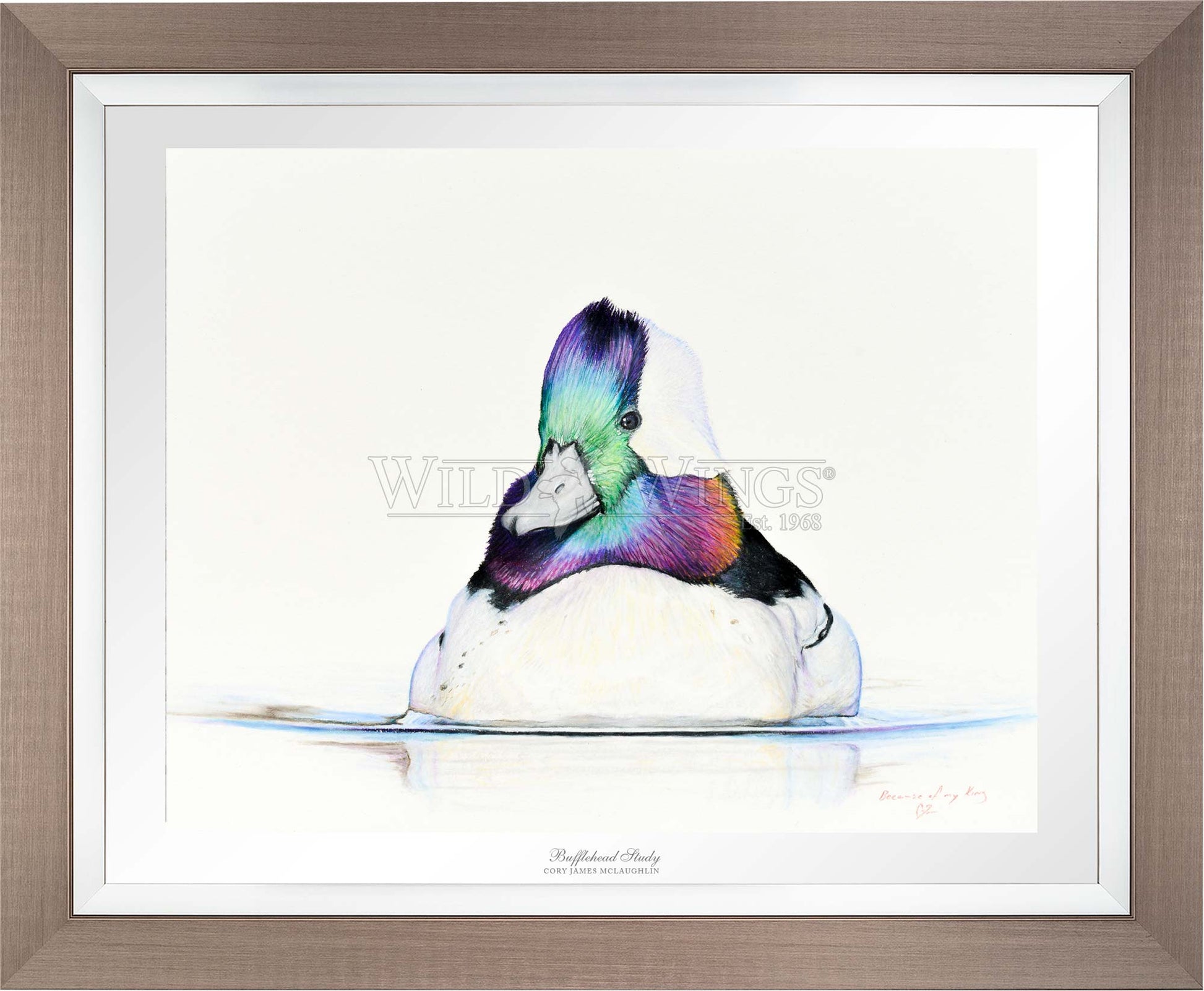 Framed bufflehead in waters