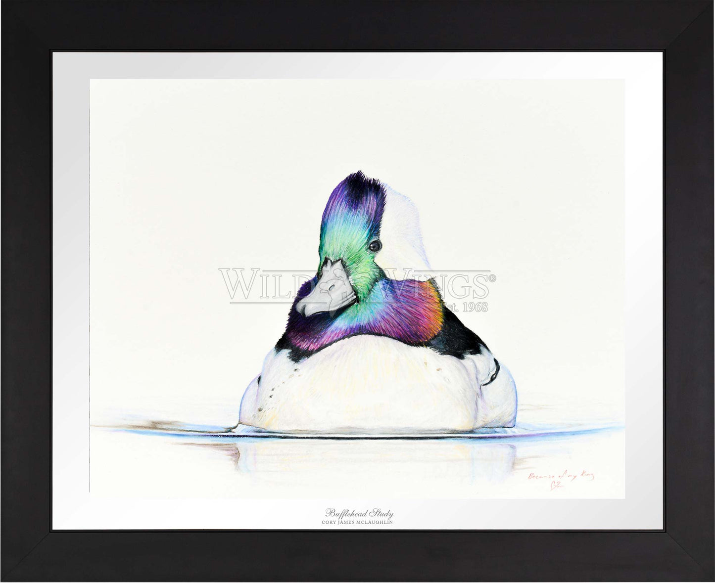 Framed bufflehead in waters