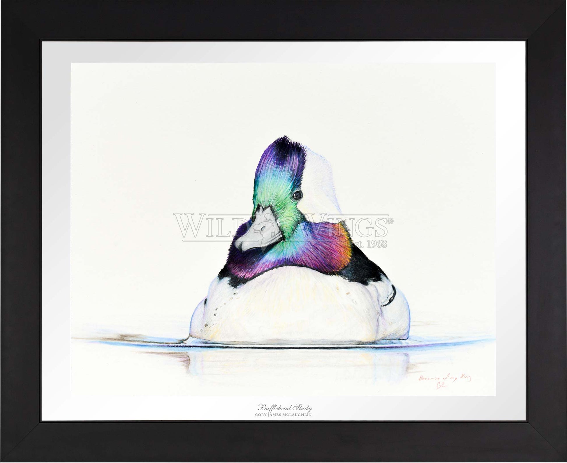 Framed bufflehead in waters