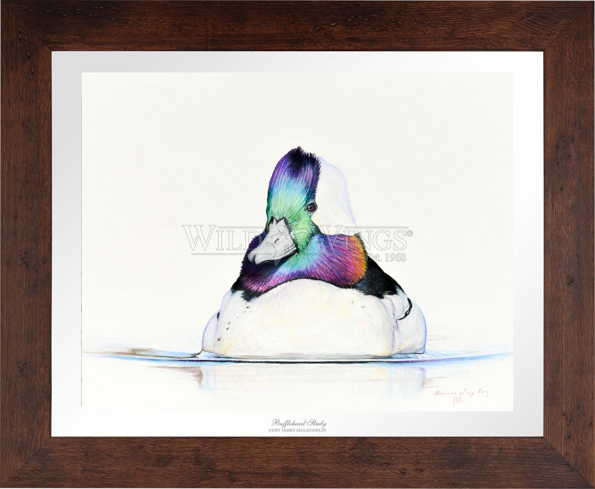 Framed bufflehead in waters