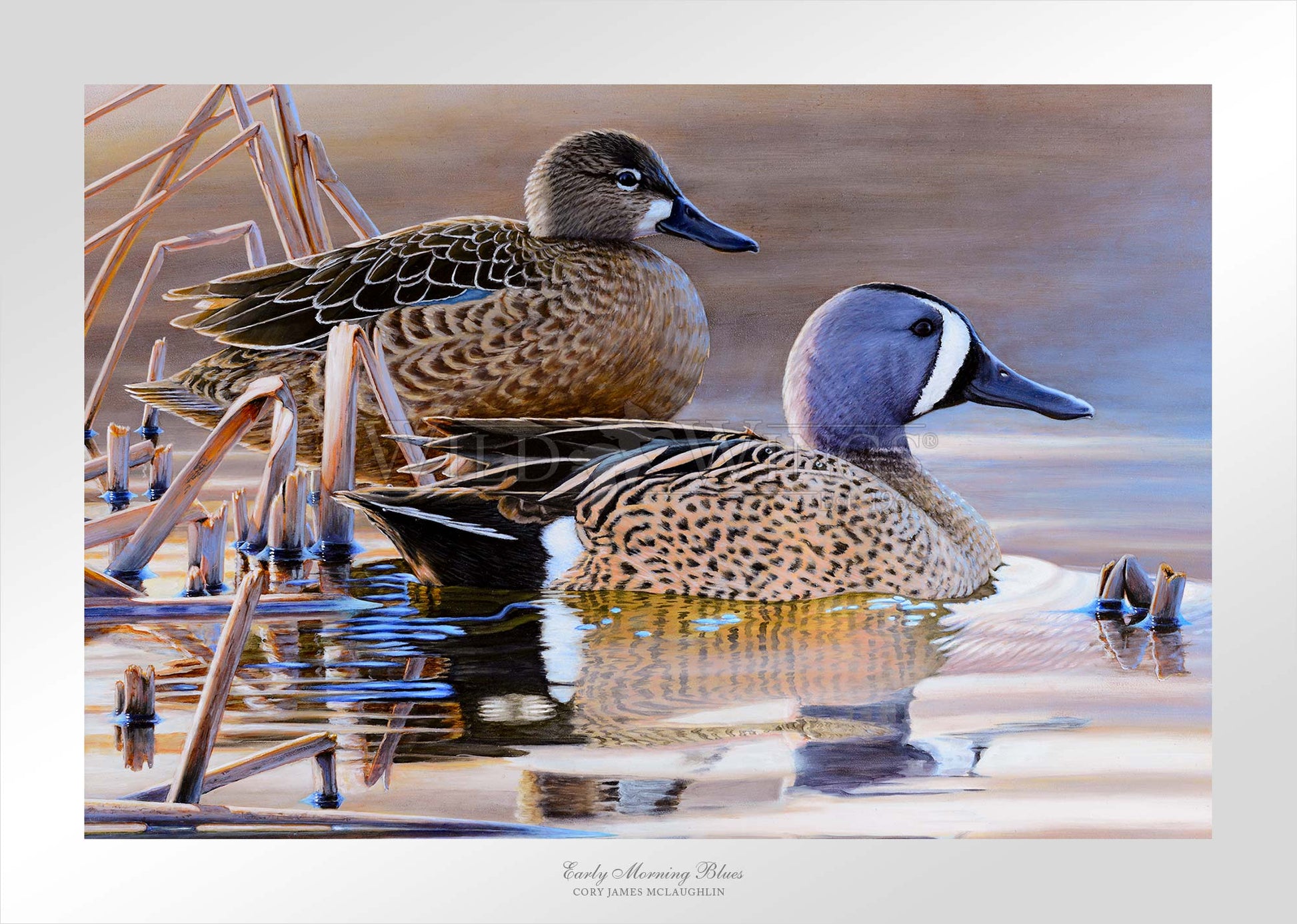 Two ducks in waters