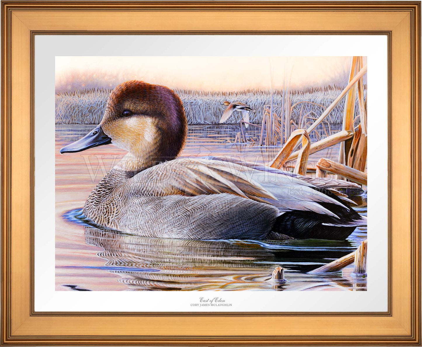 Framed image of a duck in the river 