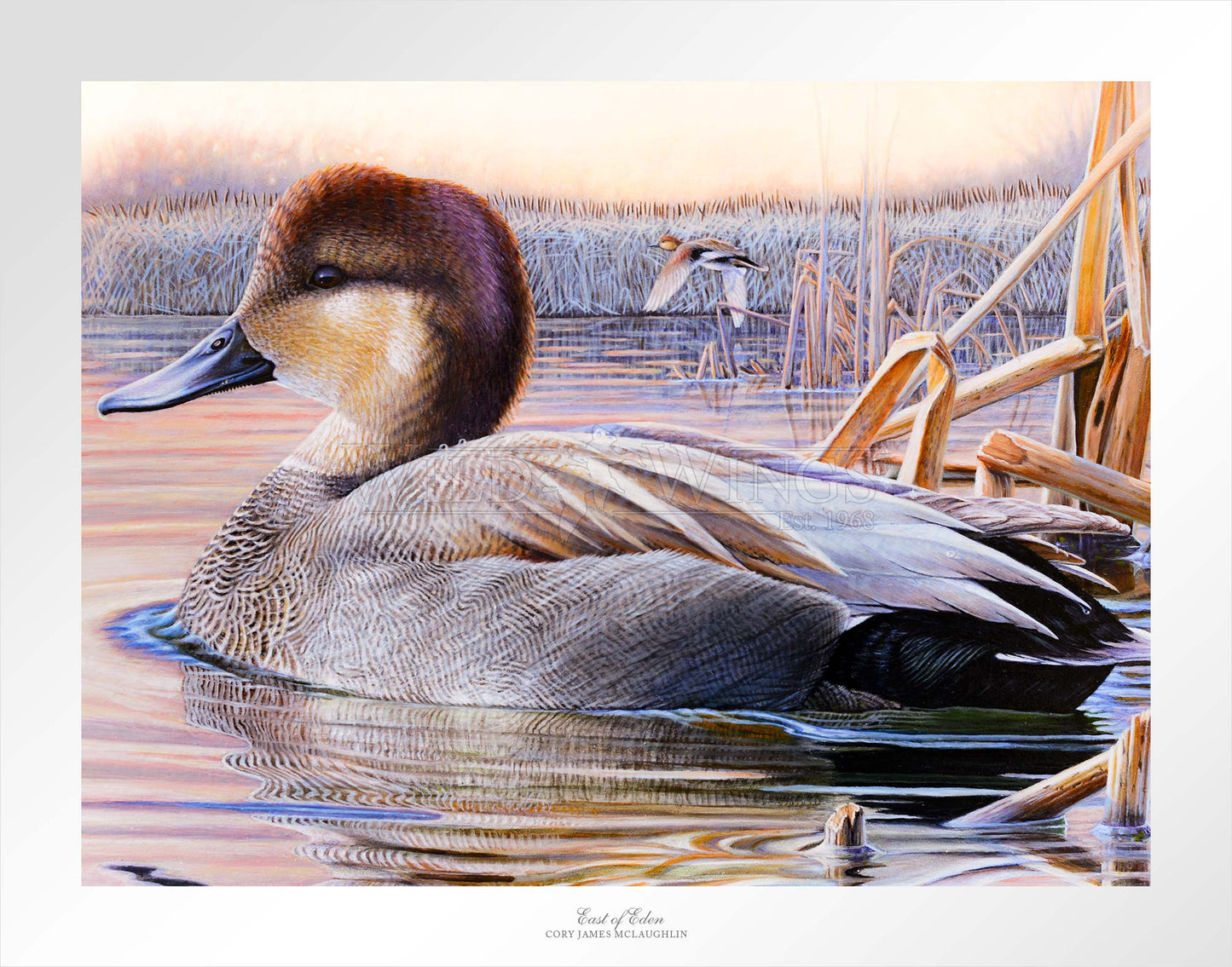 Duck in the river 