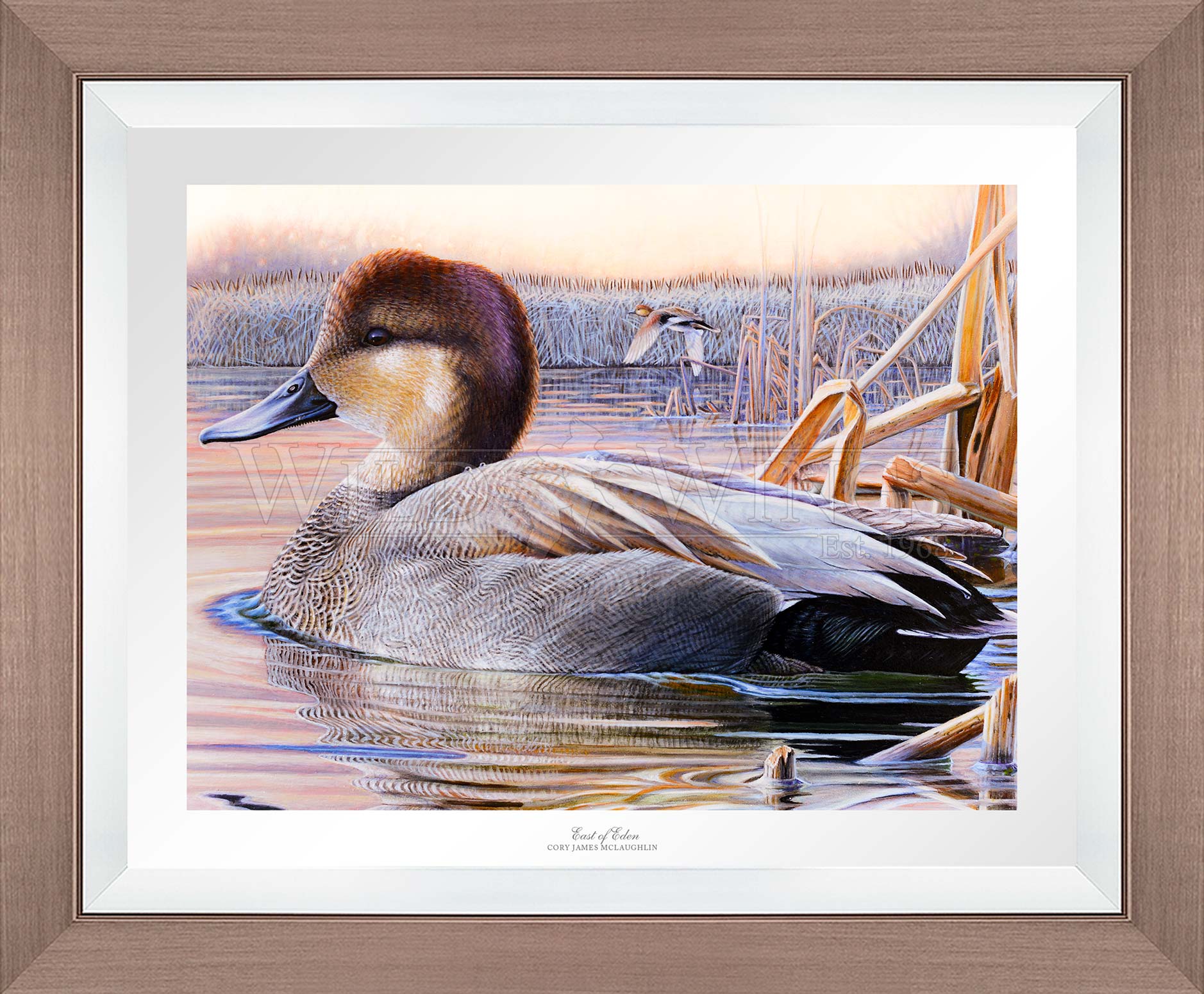 Framed image of a duck in the river 