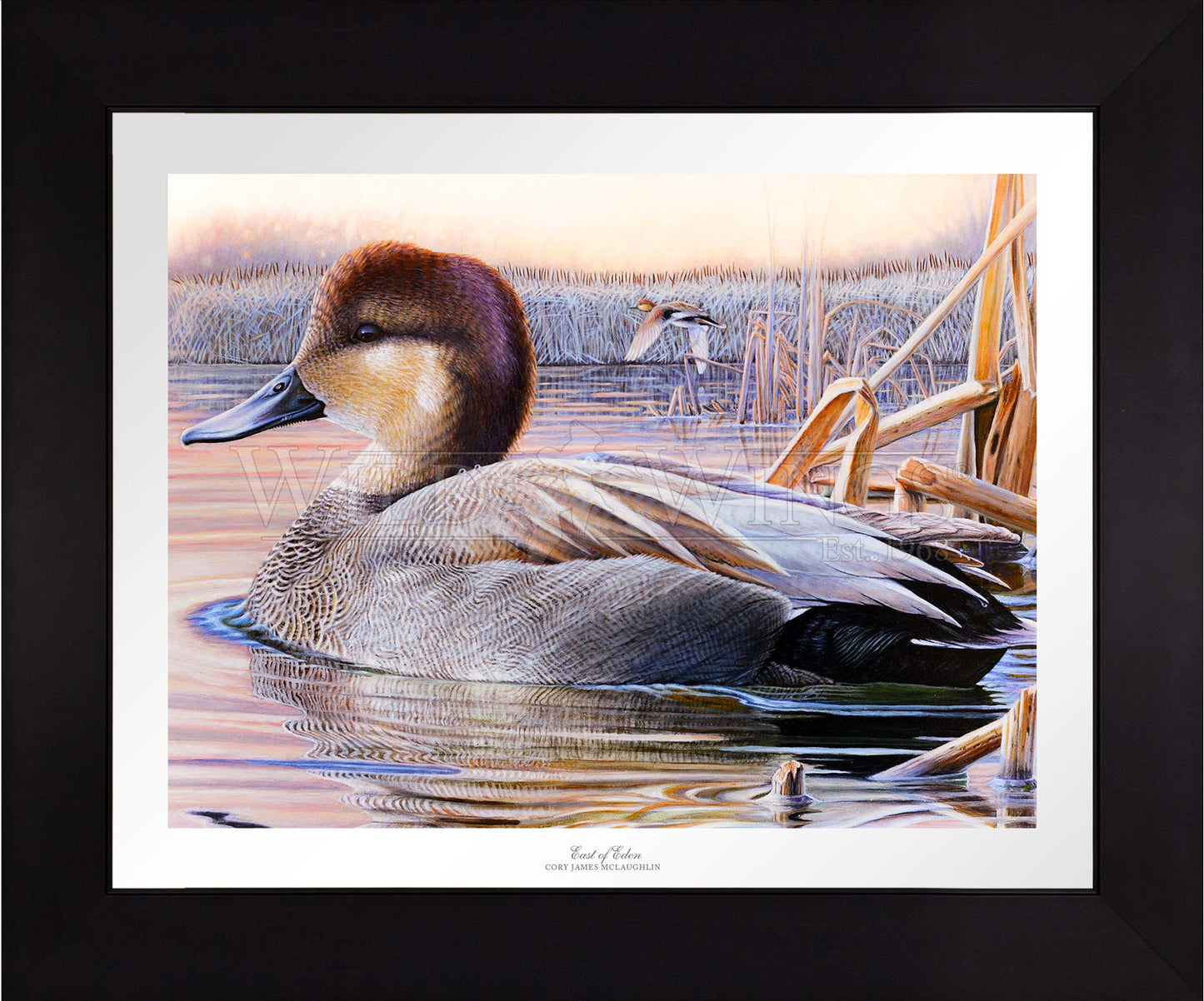 Framed image of a duck in the river 