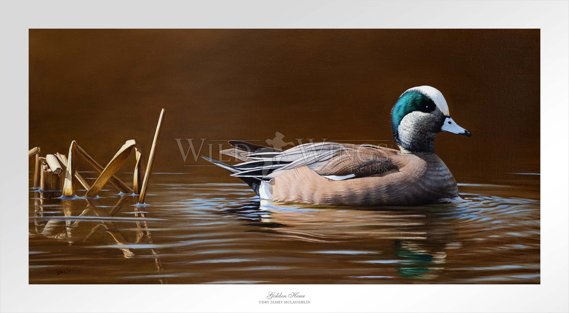 Duck in waters