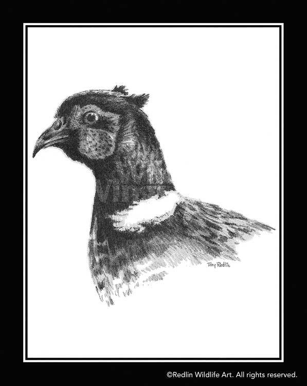 pheasant-drawing-by-terry-redlin-1701456719d_b7127461-90ae-40b3-9b57-e173b6450b55.jpg