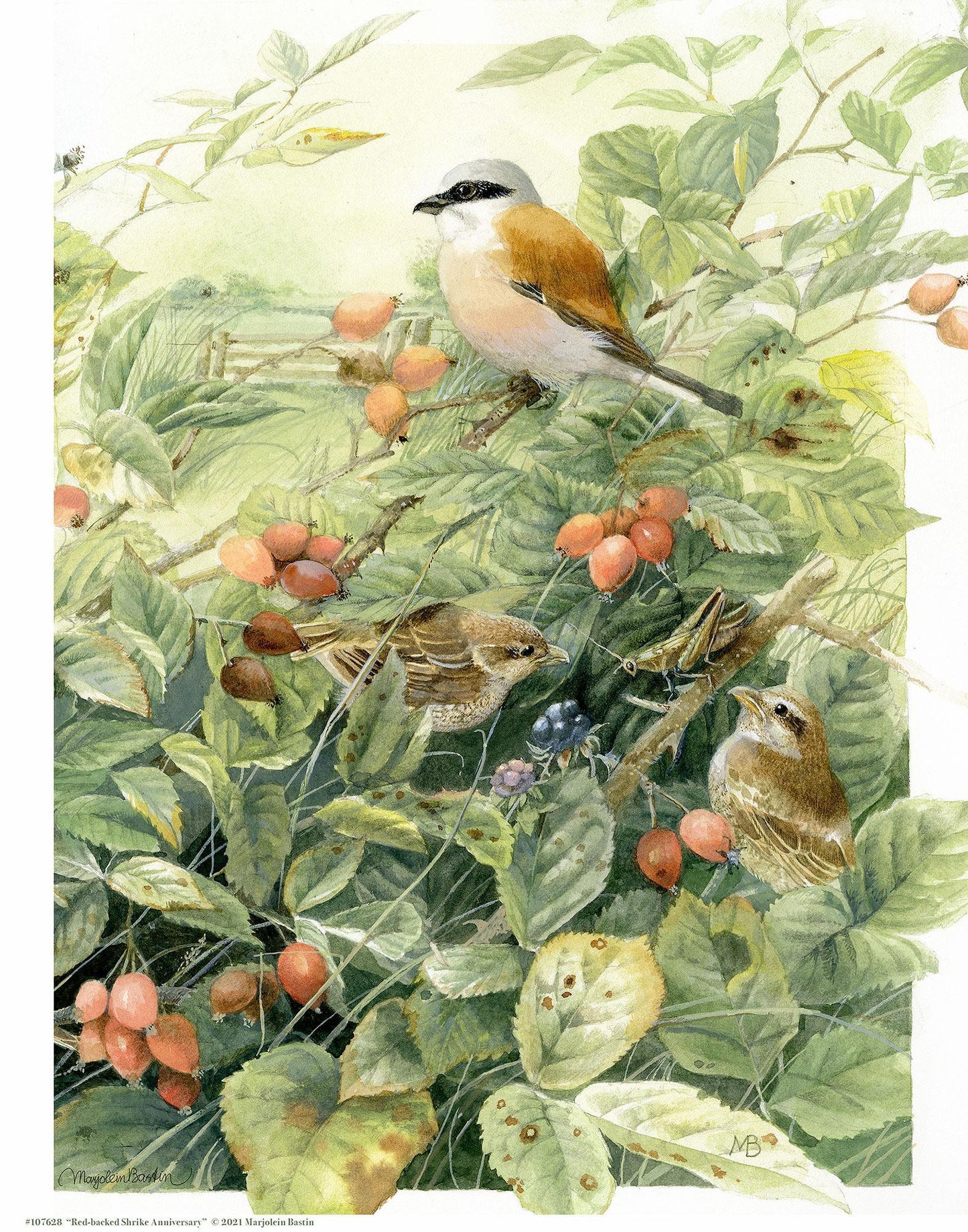 red-backed-shrike-anniversary-art-collection-1058660049IG.jpg