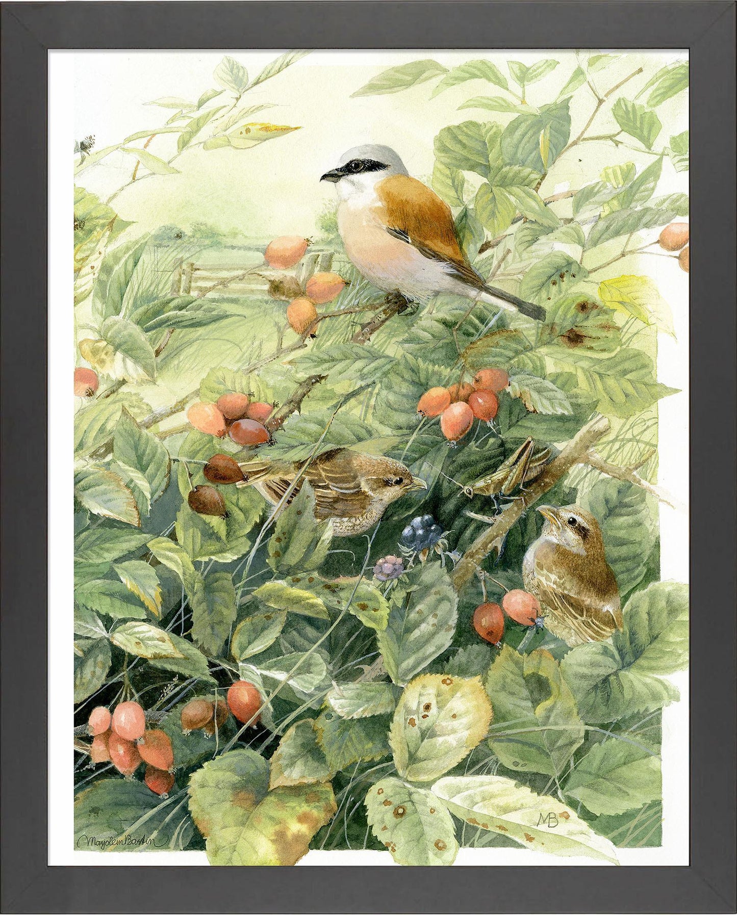 red-backed-shrike-anniversary-framed-print-F058660049B.jpg
