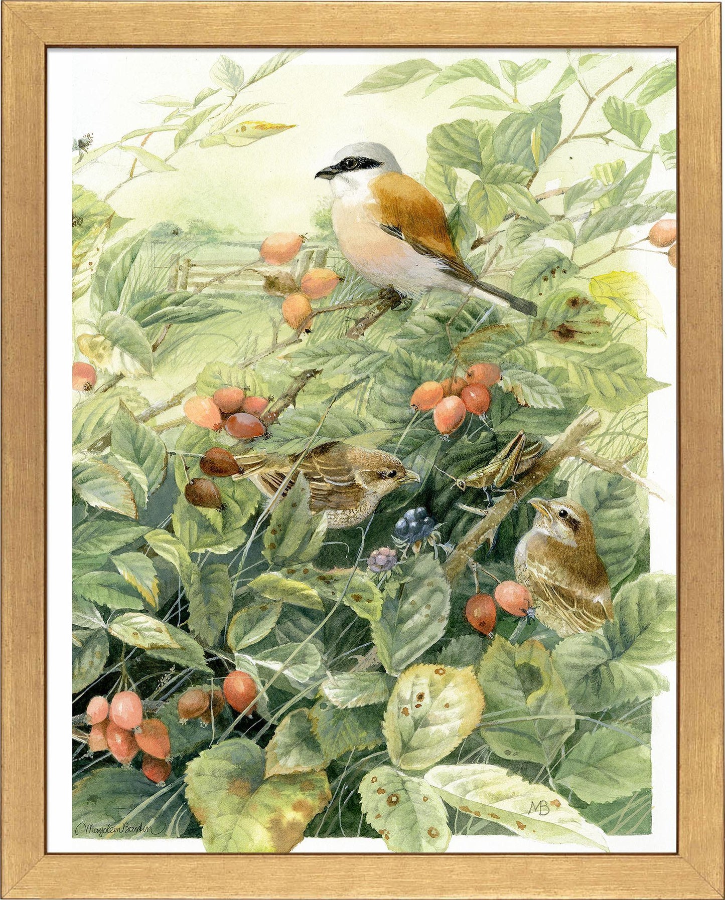 red-backed-shrike-anniversary-framed-print-F058660049G.jpg