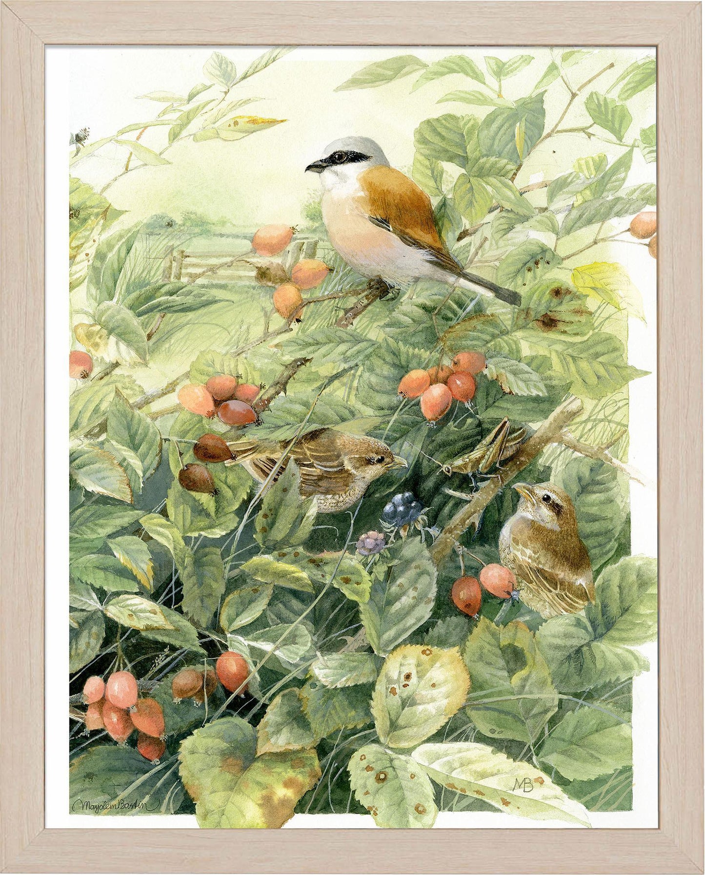 red-backed-shrike-anniversary-framed-print-F058660049N.jpg