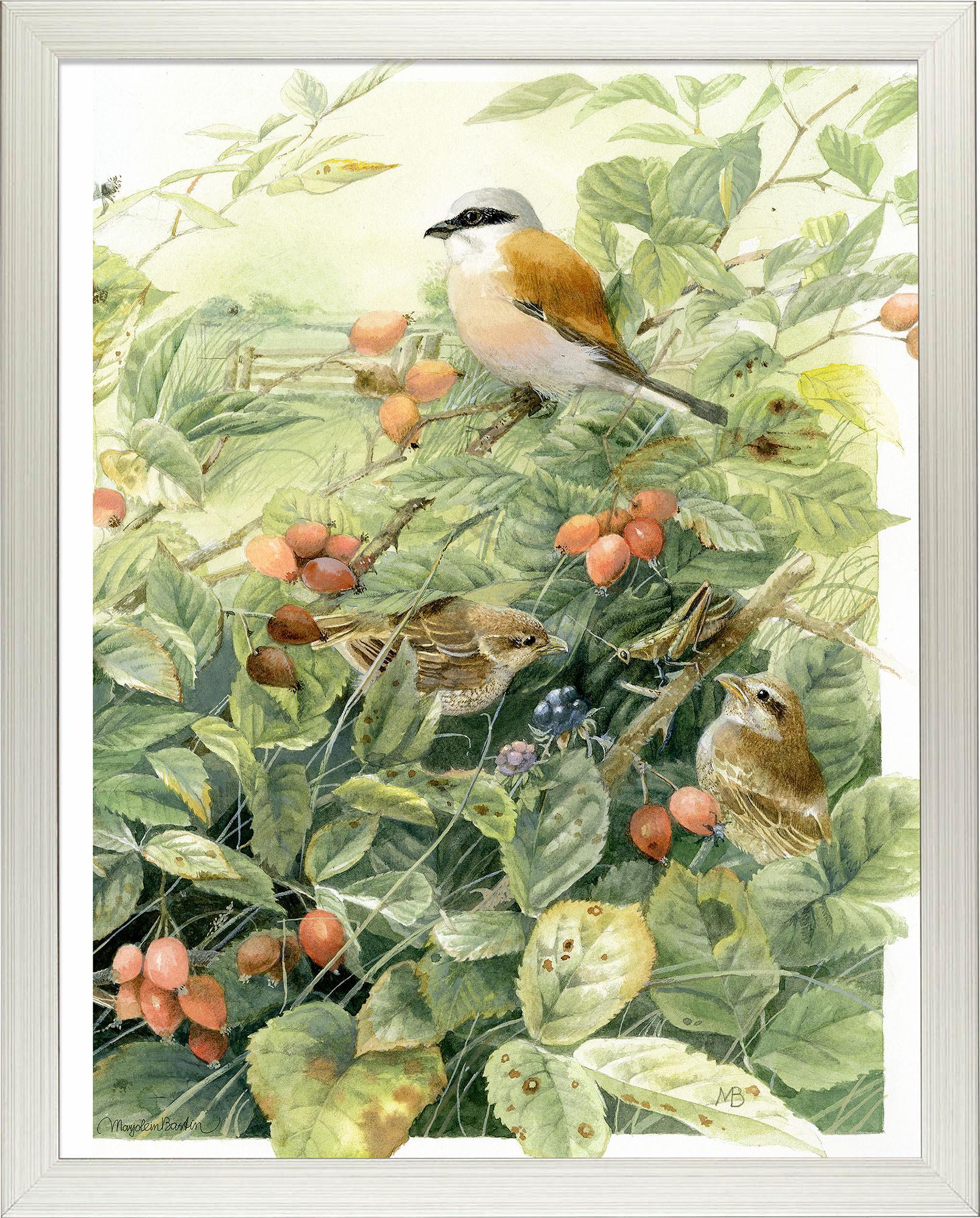 red-backed-shrike-anniversary-framed-print-F058660049S.jpg