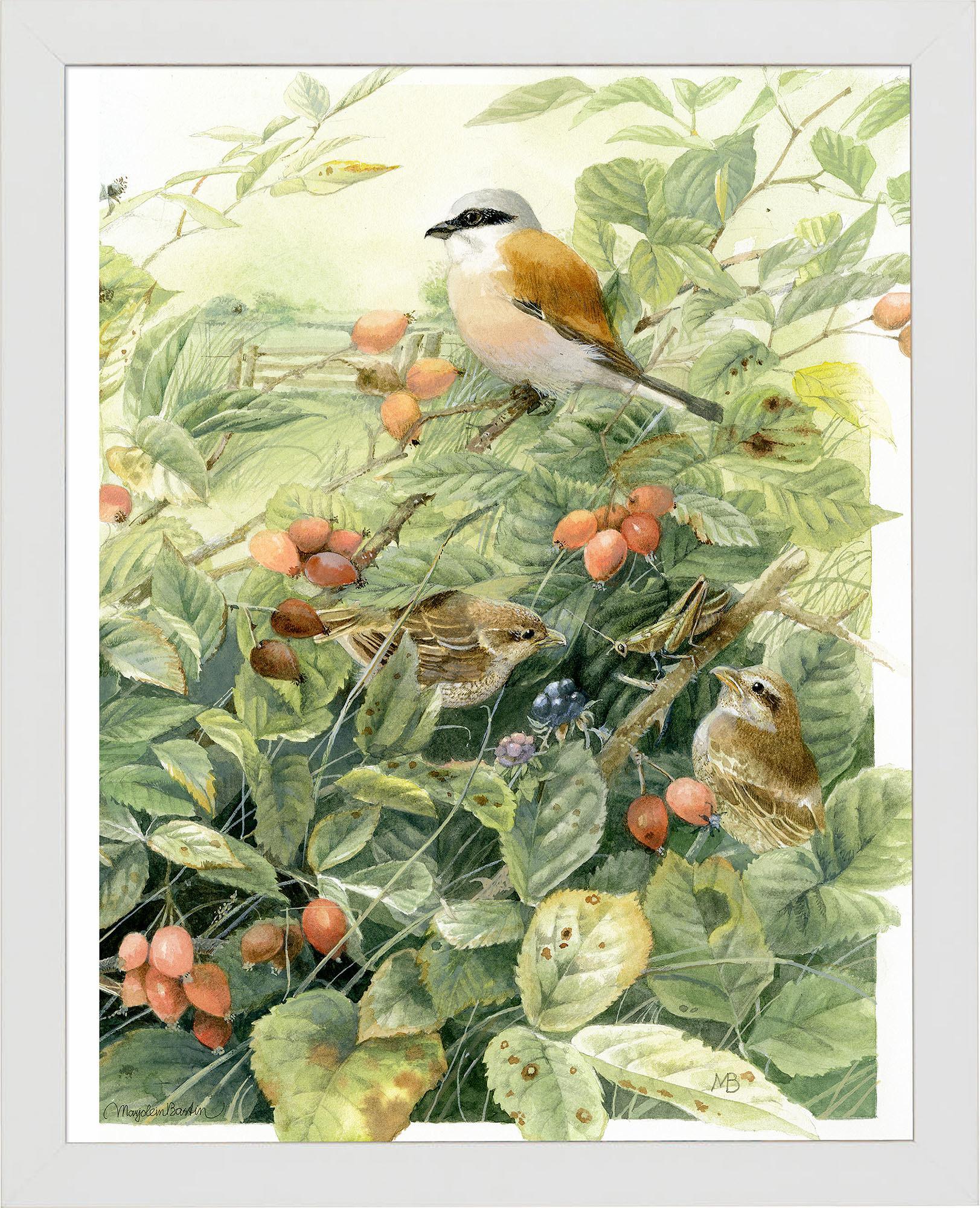 red-backed-shrike-anniversary-framed-print-F058660049W.jpg