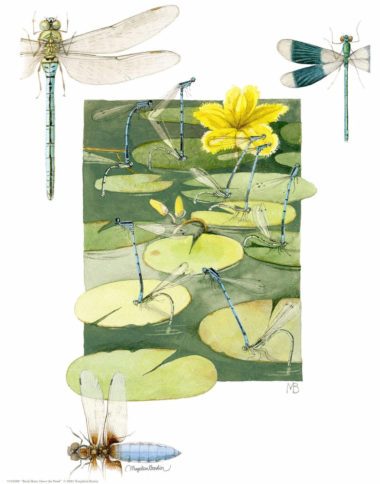 rush-hour-above-the-pond14x11-apbastin-1058668576.jpg