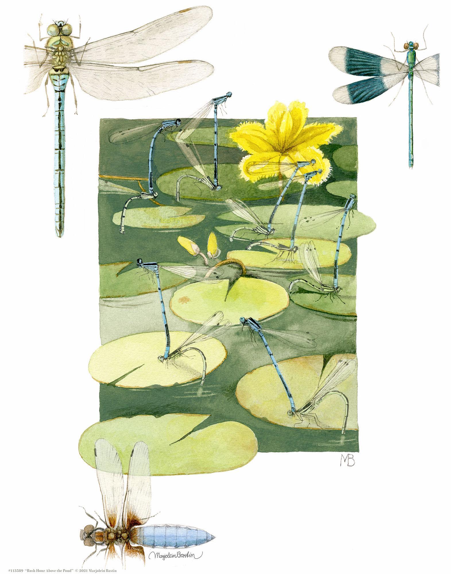 rush-hour-above-the-pond14x11-apbastin-1058668576.jpg
