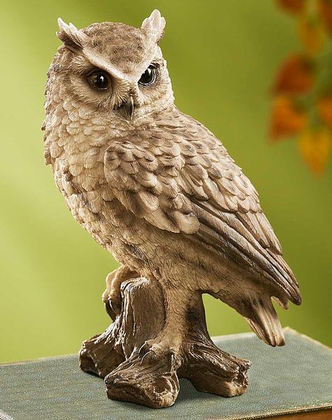 Screech Owl