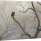 Snowstorm - Bald Eagle - 13" x 18" Gallery Wrapped Canvas