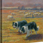 Standoff—Collies - 14" x 14" Gallery Wrapped Canvas