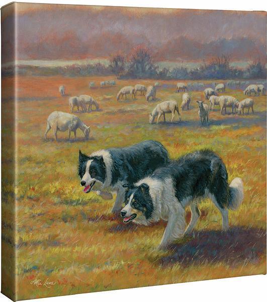 Standoff—Collies - 14" x 14" Gallery Wrapped Canvas