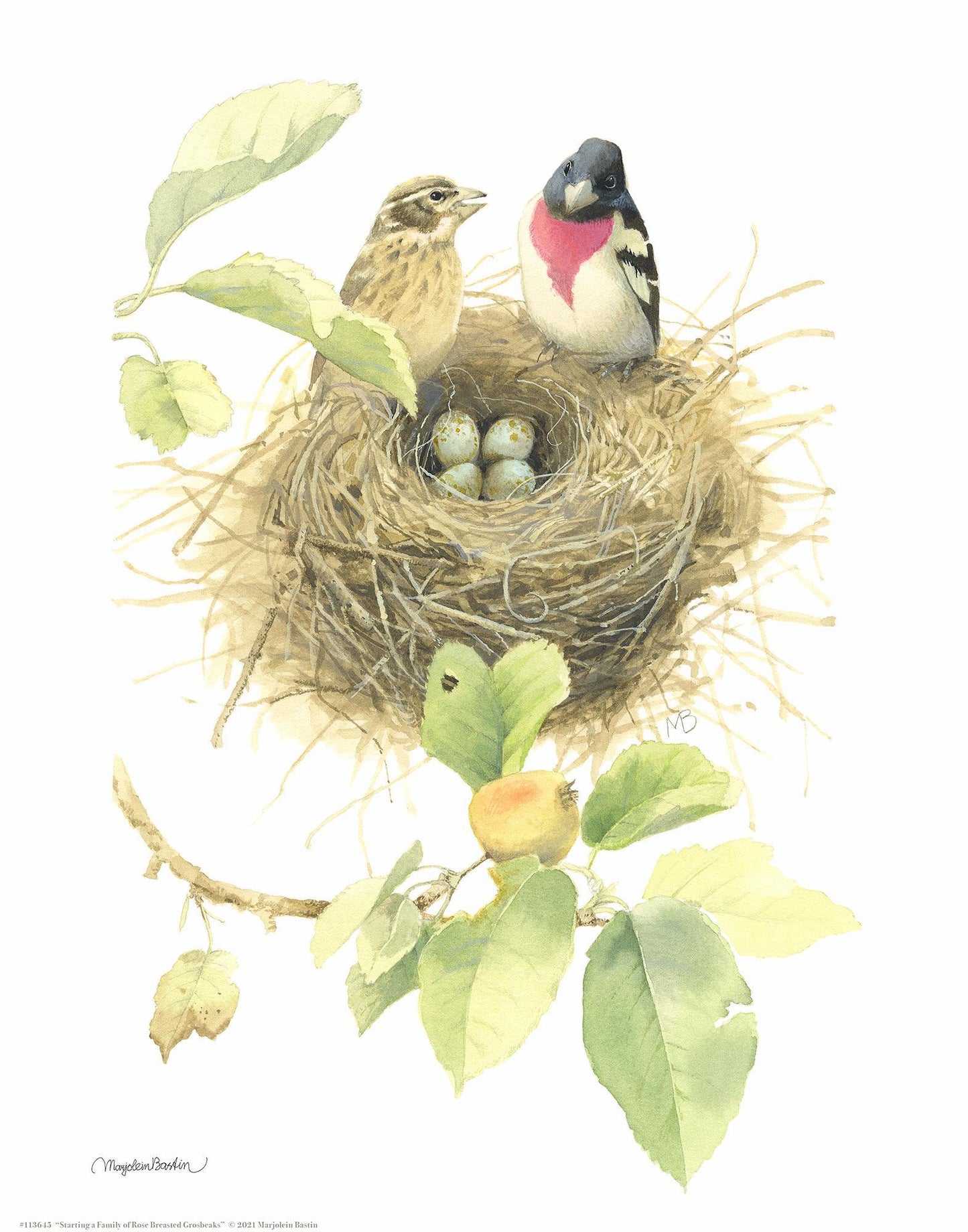 starting-a-family-of-rb-grosbeaks14x11-apb-1058710026.jpg