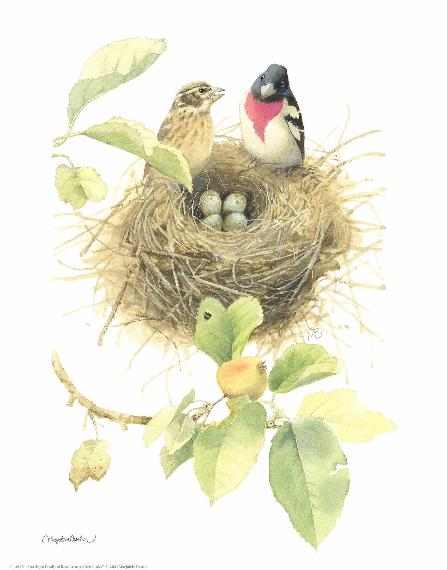 starting-a-family-of-rb-grosbeaks14x11-apb-1058710026.jpg