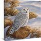 Stoney Outlook - Snowy Owl - 14" x 14" Gallery Wrapped Canvas
