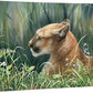 Sunlight Siesta - Cougar - 19" x 24" Gallery Wrapped Canvas