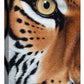 Too Close—Tiger - 26" x 12" Gallery Wrapped Canvas