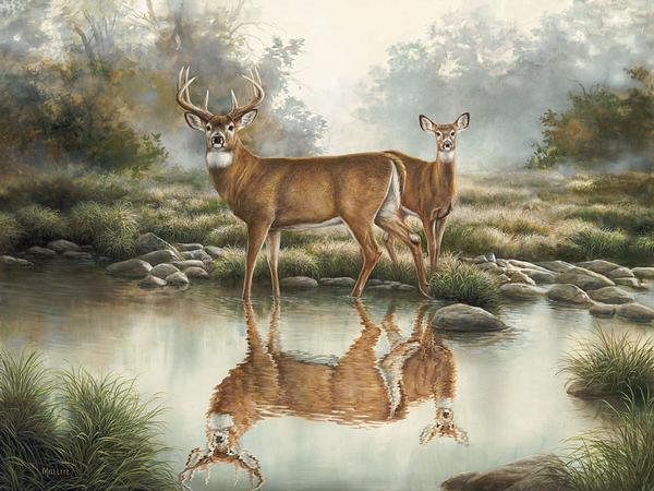 tranquil-waters-wtdmillette-1593744265_0370a152-2931-41c6-910c-51f4fe74b369.jpg