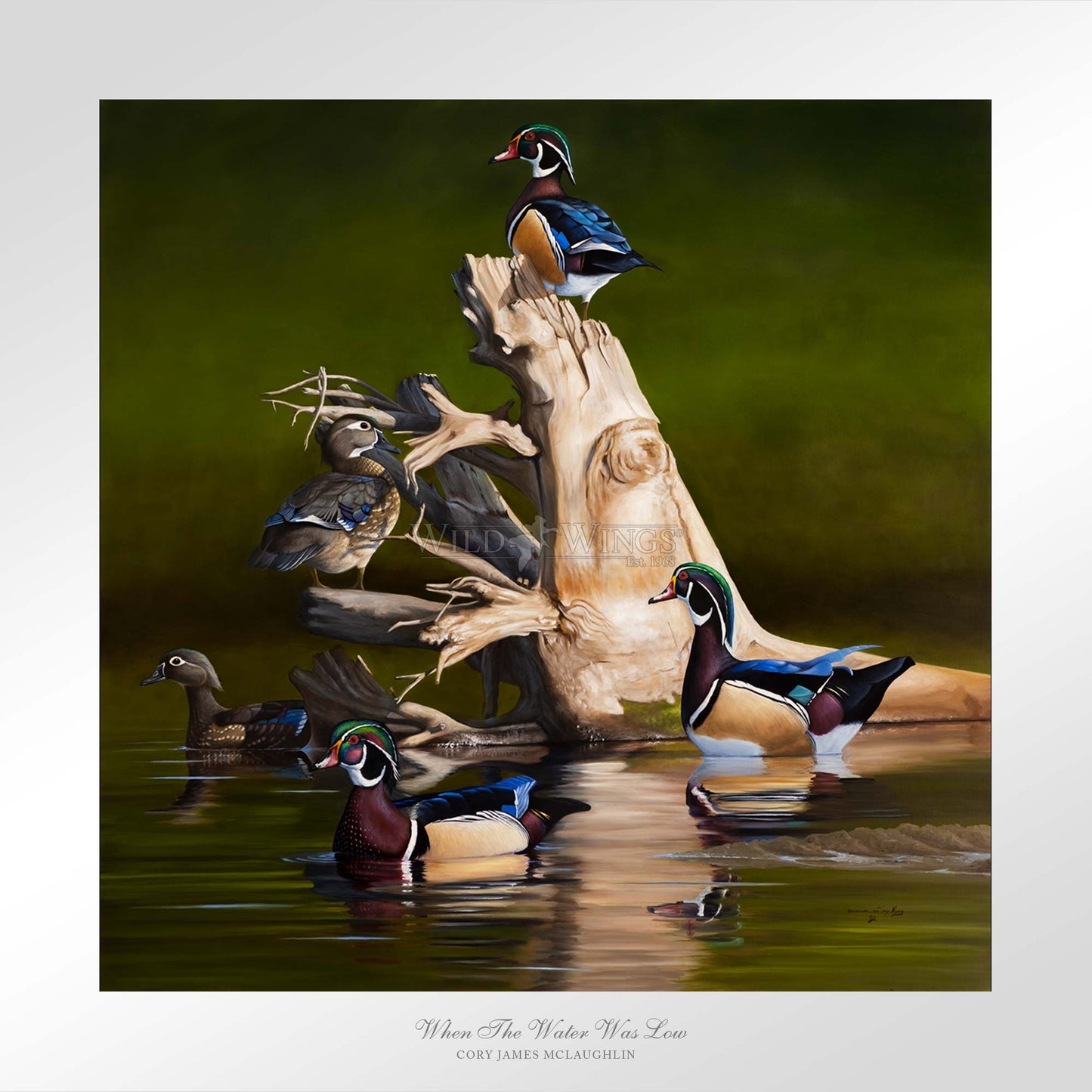 Framed birds in waters