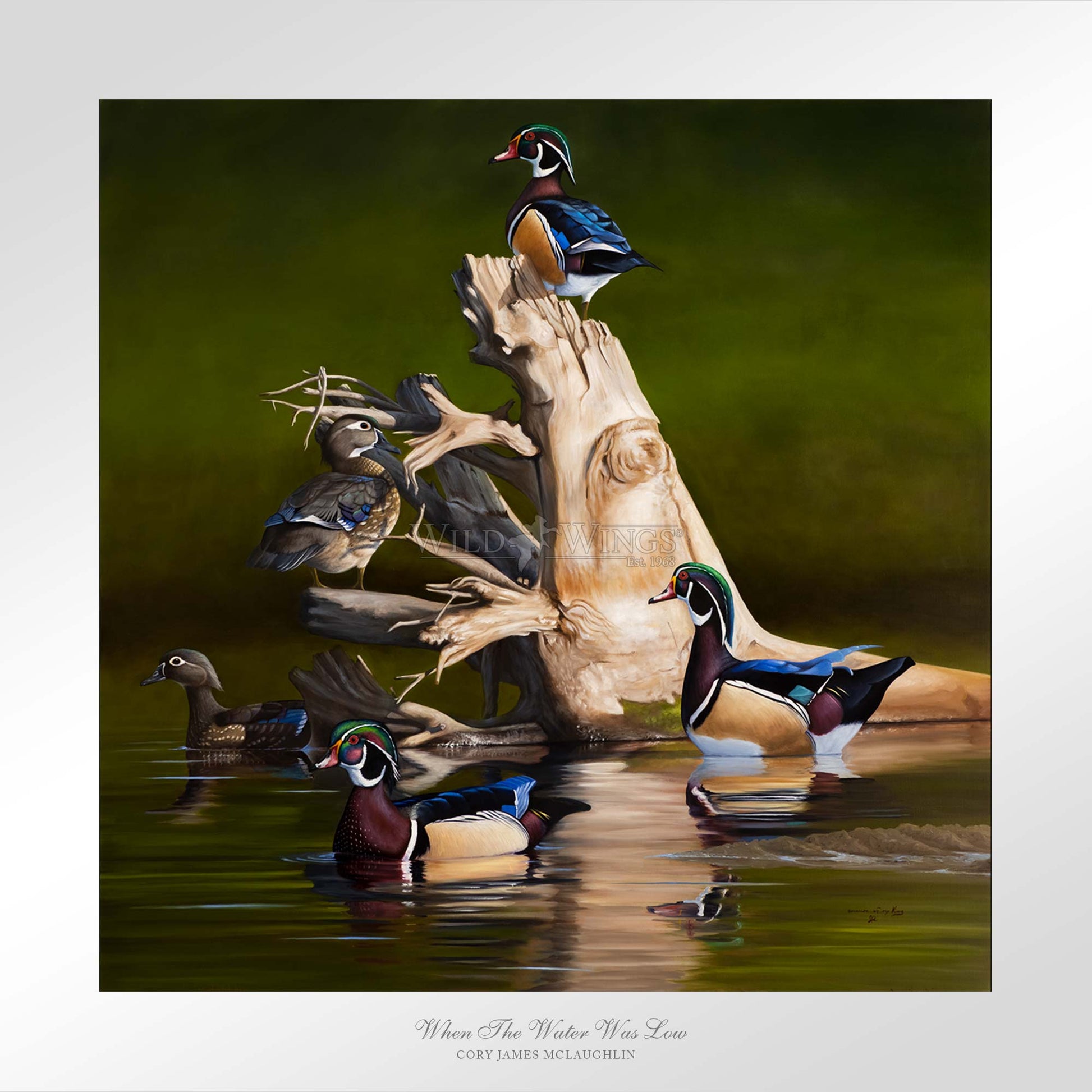 Framed birds in waters