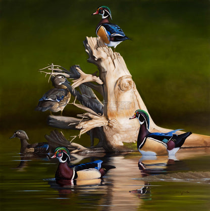 Birds in waters