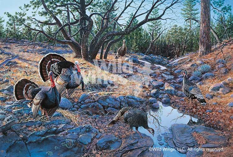 wild-turkey-art-western-ritual-by-jim-kasper-1423871020d_24e984e3-434d-4bc5-87da-da6bd1b31d2f.jpg