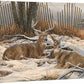 Windbreak Refuge - Whitetail Deer - 24" x 36" Gallery Wrapped Canvas