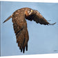 Wingman—Swainson's Hawk - 16" x 20.5" Gallery Wrapped Canvas